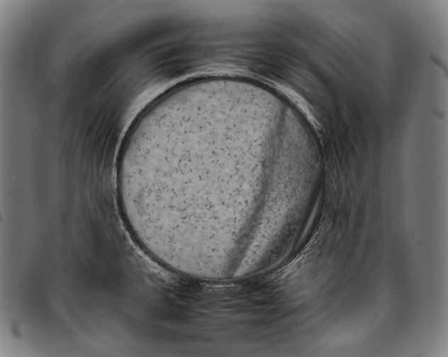 X0000096961335200802291112