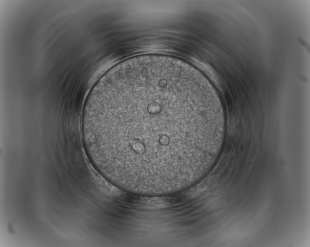 X0000096961338200802291112