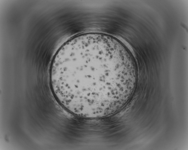 X0000096961341200802291112