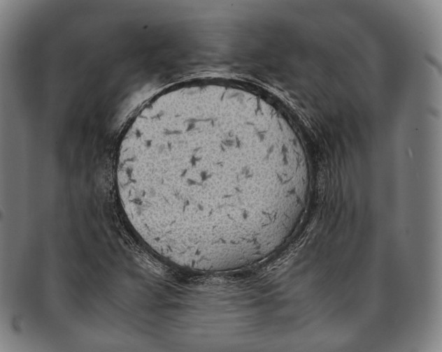 X0000096961359200802291111