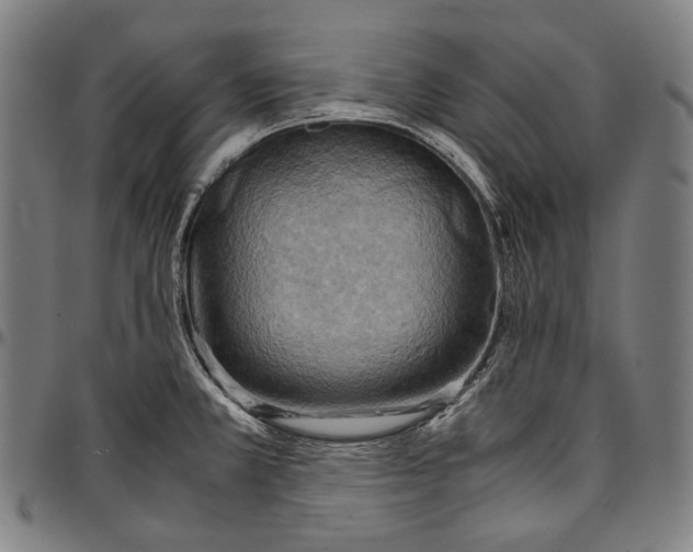 X0000096961381200802291110