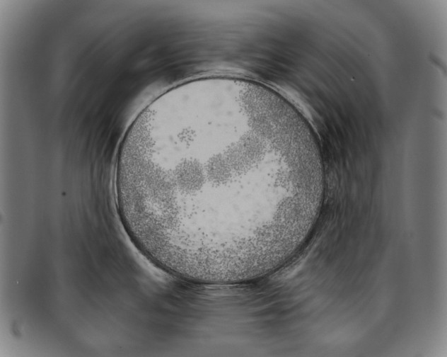 X0000096961391200802291110