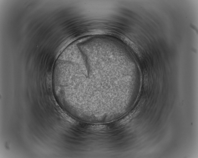 X0000096961417200802291110