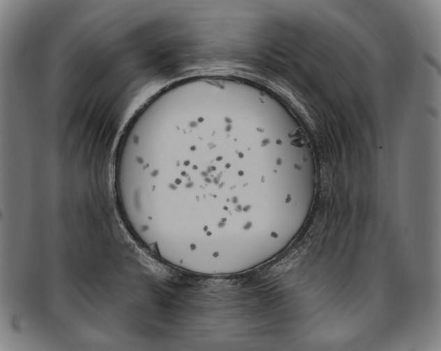 X0000096961424200802291110