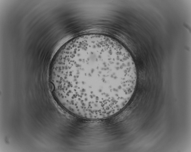 X0000096961426200802291110