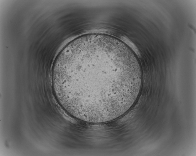 X0000096961436200802291110