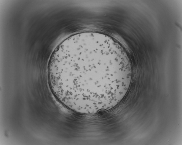 X0000096961439200802291110