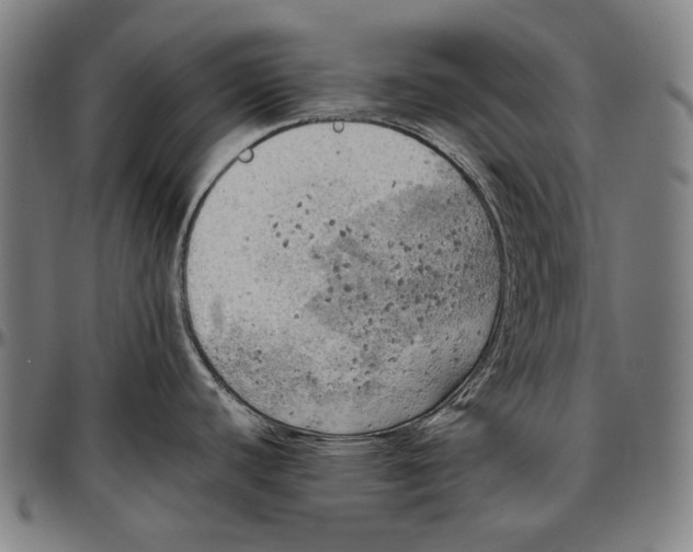 X0000096961440200802291110