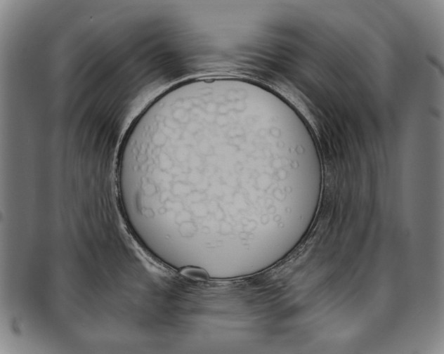 X0000096961485200802291109