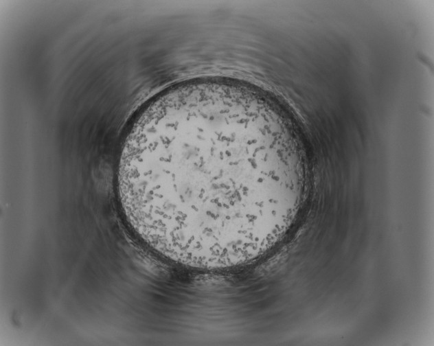 X0000096961505200802291108