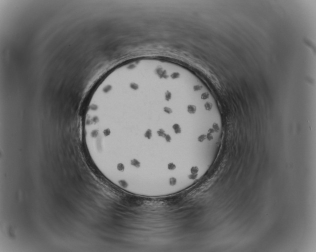 X0000096961509200802291108