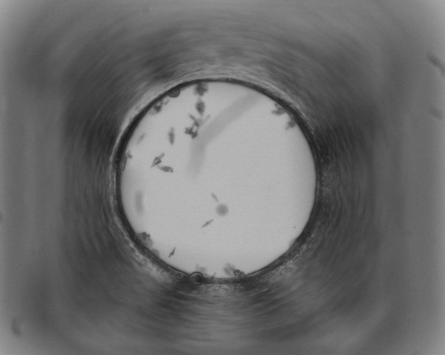 X0000096961517200802291108