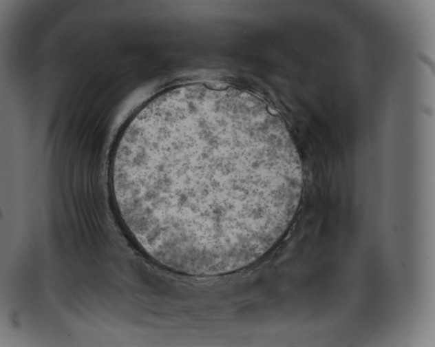 X0000096960006200803071101