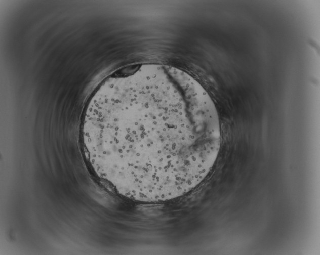 X0000096960051200803071100