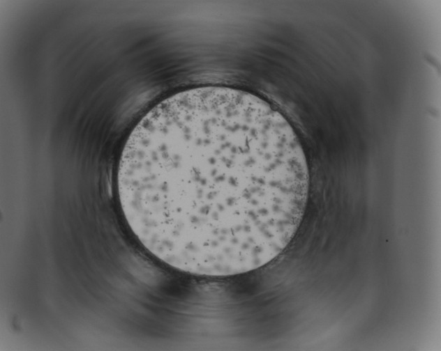 X0000096960062200803071100