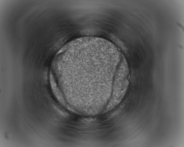 X0000096960065200803071100