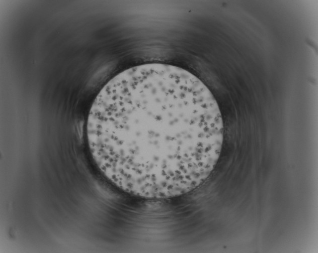 X0000096960070200803071100