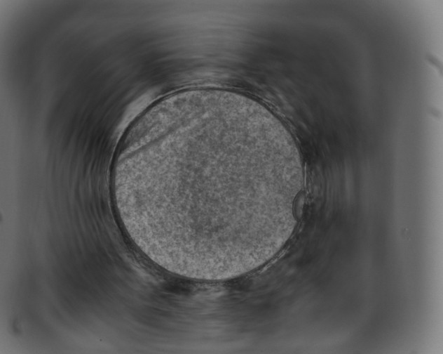 X0000096960099200803071100