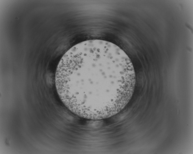 X0000096960135200803071059