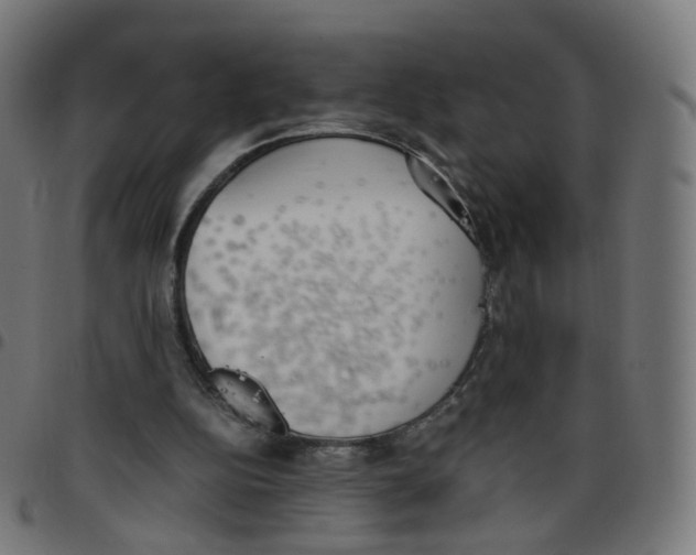 X0000096960152200803071059