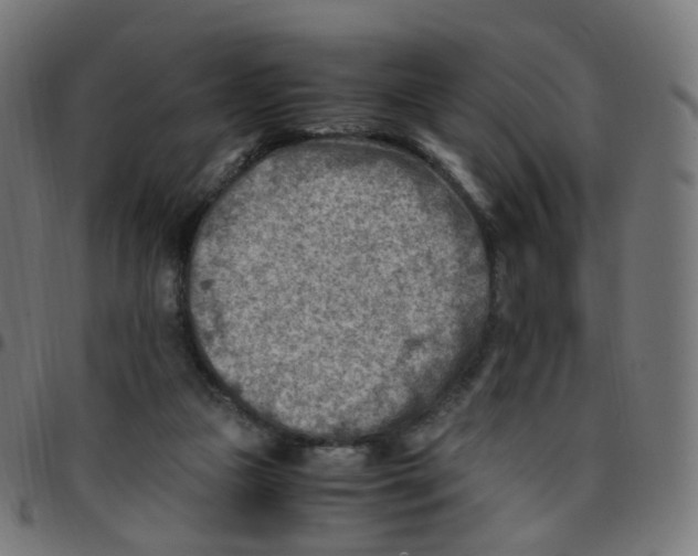 X0000096960161200803071059