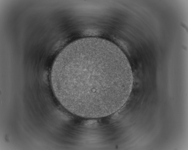 X0000096960162200803071059