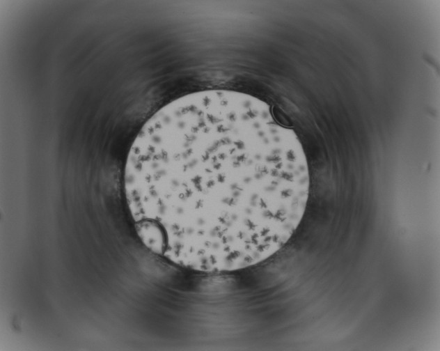 X0000096960274200803071058