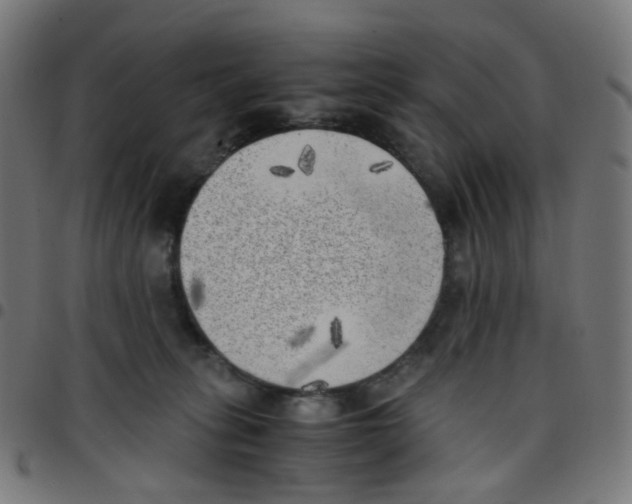 X0000096960275200803071058