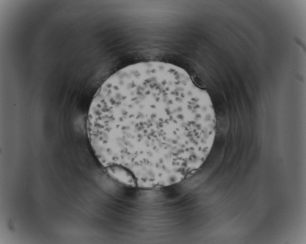 X0000096960286200803071058