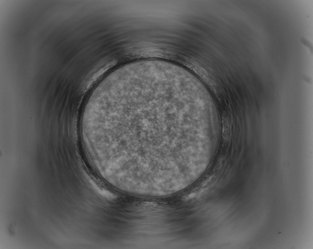 X0000096960390200803071056