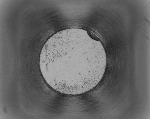 X0000096960433200803071054