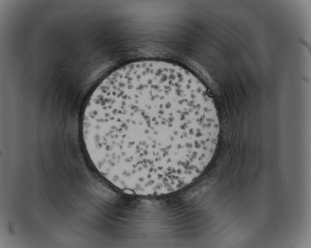 X0000096960442200803071055