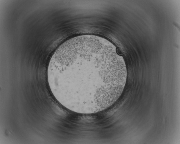 X0000096960445200803071055