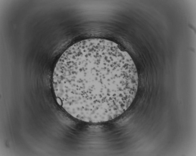 X0000096960450200803071055