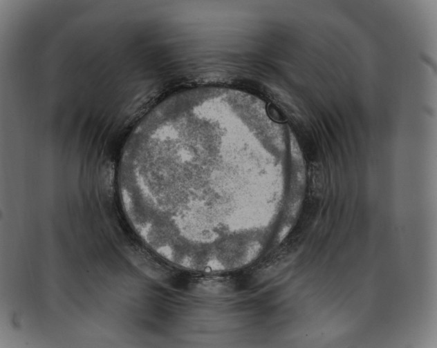 X0000096960550200803071053