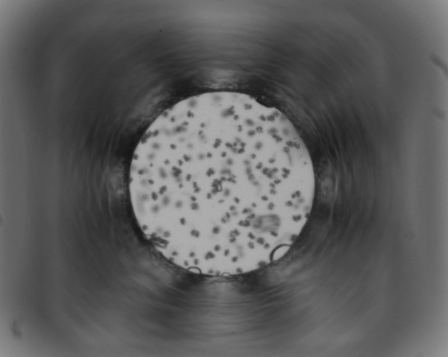 X0000096960620200803071052