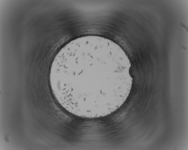 X0000096960625200803071052