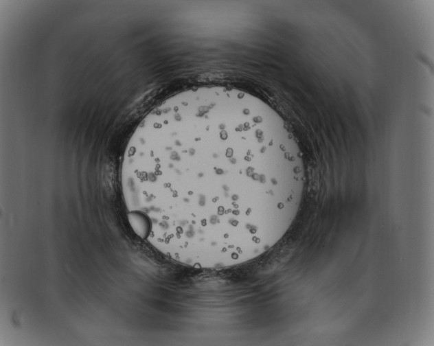 X0000096960648200803071052