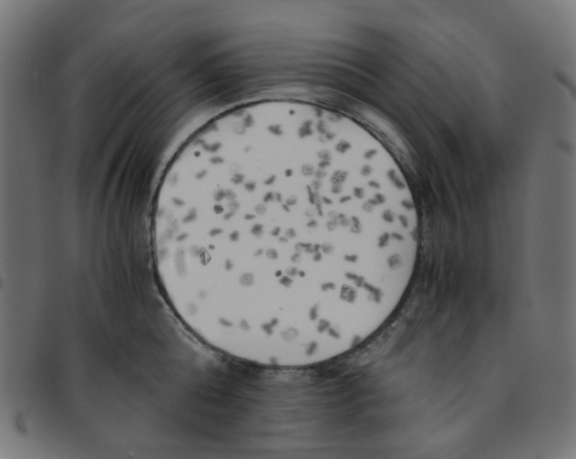 X0000096960808200803071050