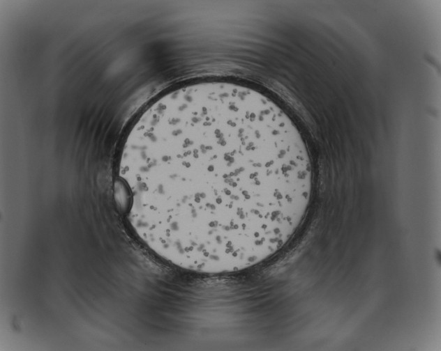 X0000096960834200803071049