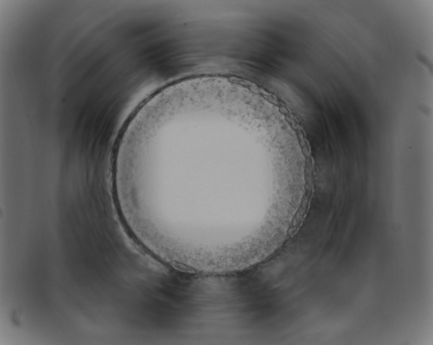 X0000096960950200803071048