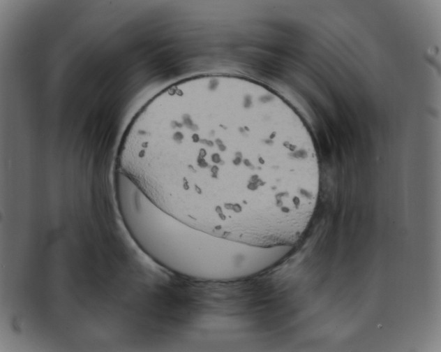 X0000096960959200803071048