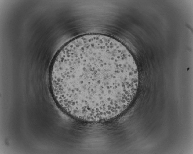 X0000096960991200803071047