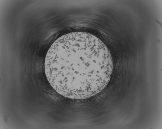 X0000096961014200803071046