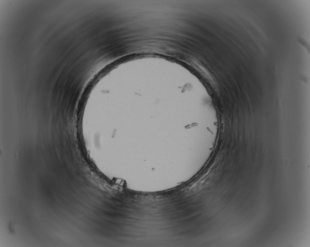 X0000096961020200803071046