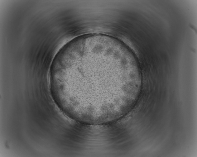 X0000096961032200803071046