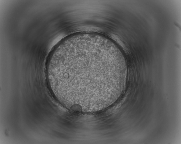 X0000096961071200803071046