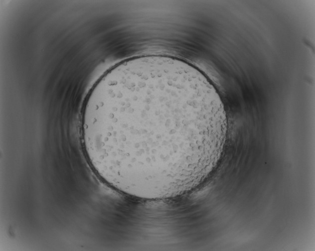 X0000096961094200803071045