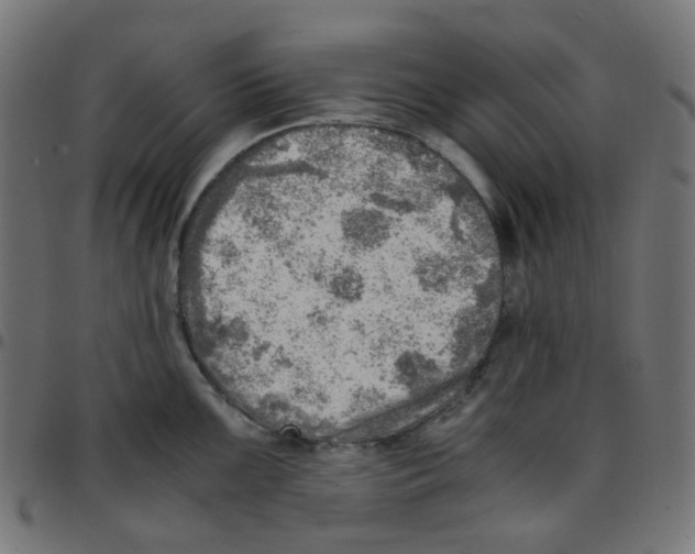 X0000096961099200803071045