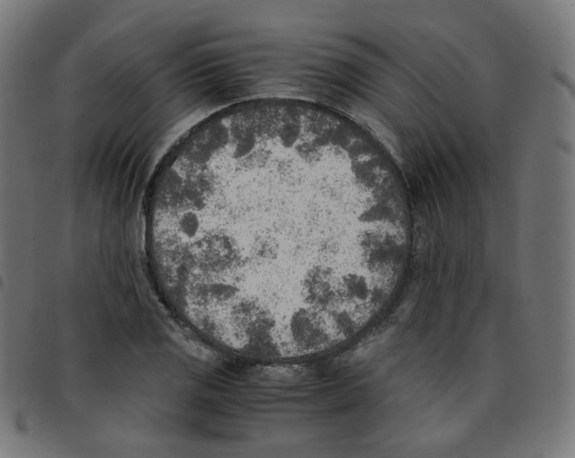 X0000096961125200803071045